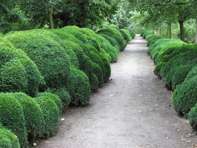 Romantični pušpanovi oblaki