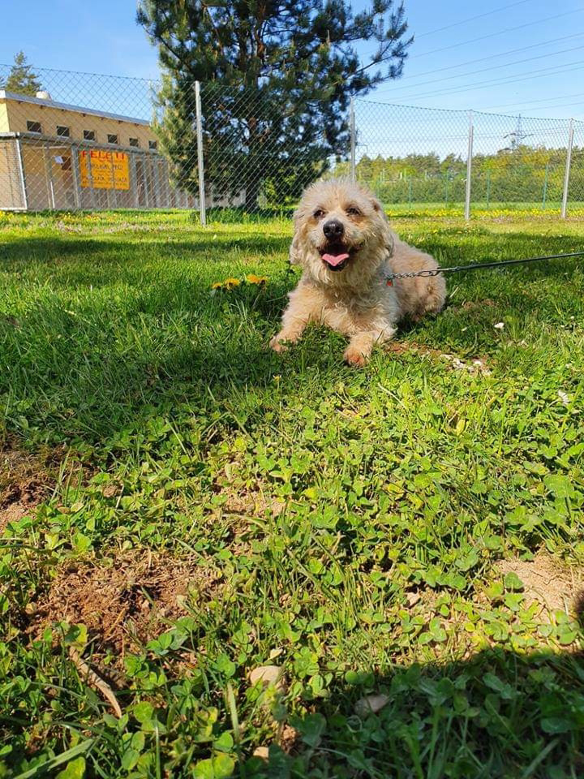 Posvoji tačka: Dasti in Floki iščeta nov dom