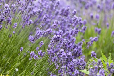 Tudi pri zelnatih trajnicah ne manjka odpornih vrst in sort, ki dobro prenašajo vročino