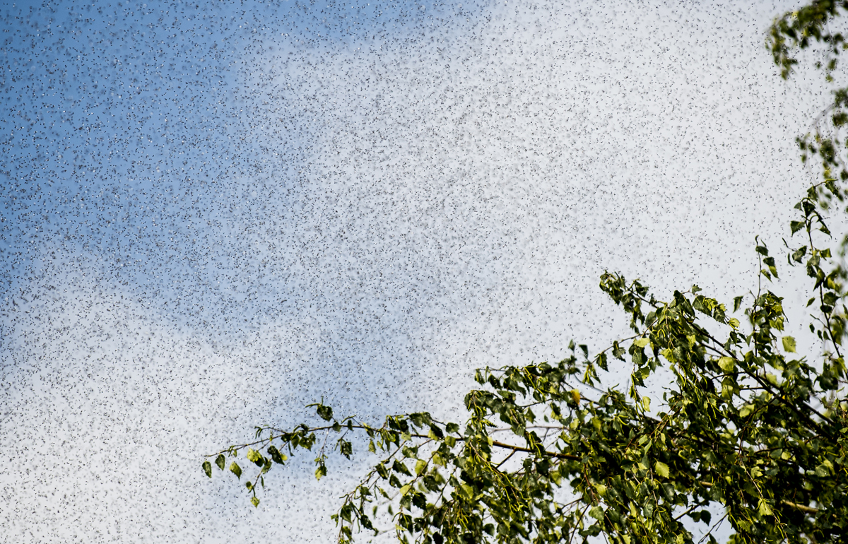 Se odpravljate na Hrvaško? Pazite se komarjev