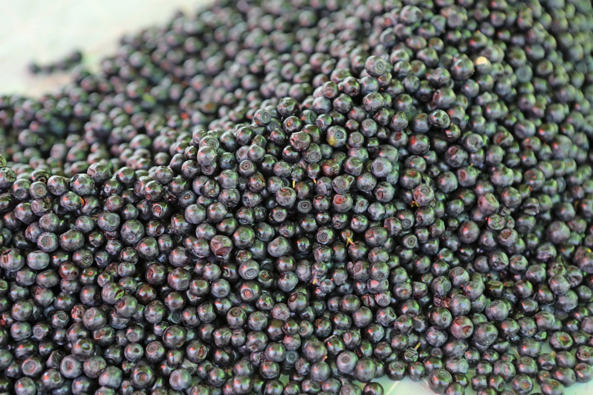 Dvanajsterica ob stiku z borovnicami dobila hepatitis, okuženih pa bi lahko bilo na stotine ljudi