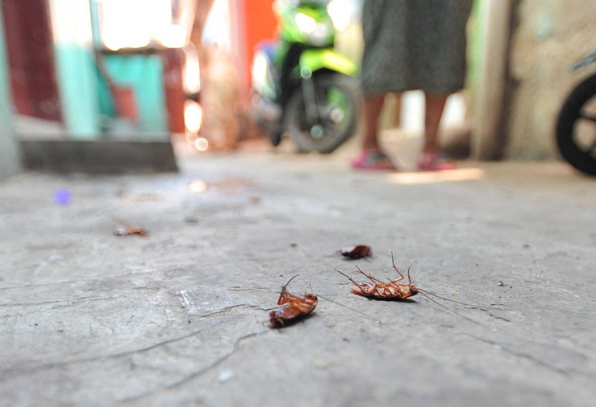 V Osijeku se po komarjih zdaj borijo s ščurki: Nisem vedela, kam naj stopim, toliko jih je bilo