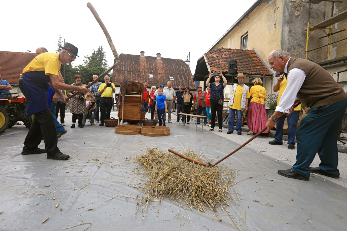 (FOTO) Iz Selnice zrna pšenice sedaj v Kobarid