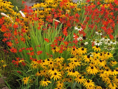 Dolgocvetoče trajnice