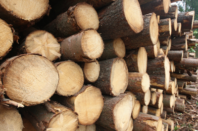 Gospodarjenje z gozdom z mislijo na prihodnje generacije