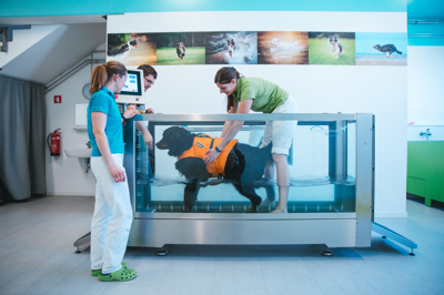 (DOBRA ZGODBA) Z vizijo o fizioterapiji psov do napredka in poslovnega uspeha