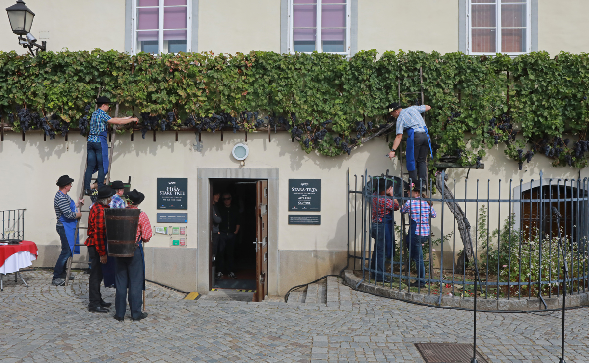 Stara dama obdarila svoj Maribor