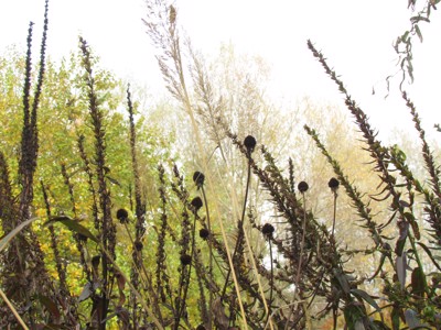 Novembra lahko na vrtu postorimo še marsikaj