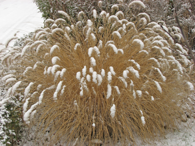 Kdaj in kako porežemo okrasne trave?