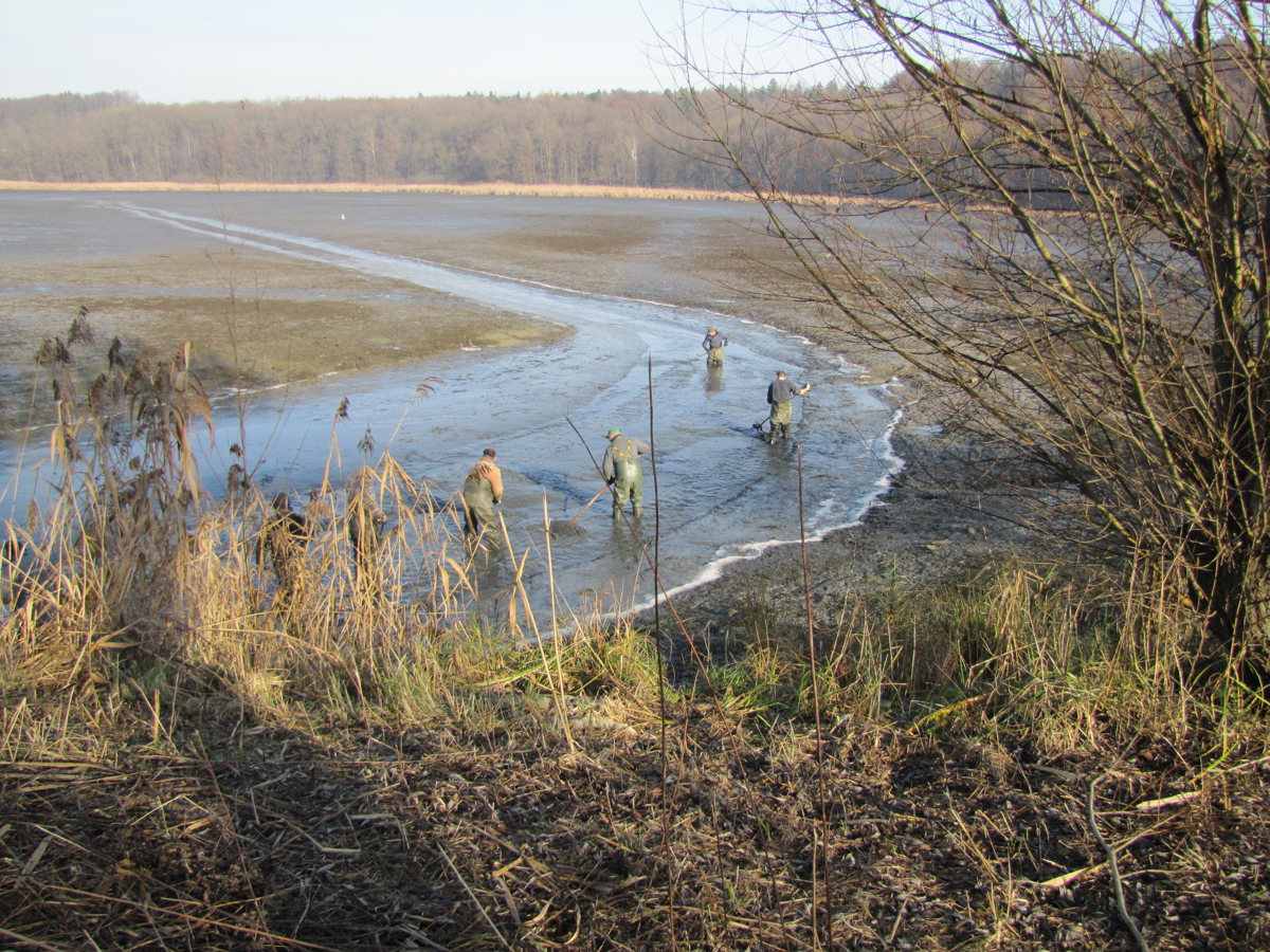 Lenart: Jezero Komarnik je pomembno gojišče rib