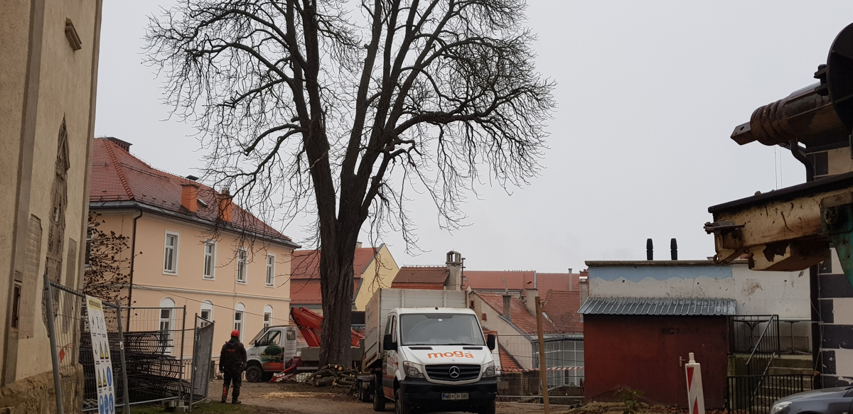 Tržnica Ptuj: Kaj bo s starim kostanjem?