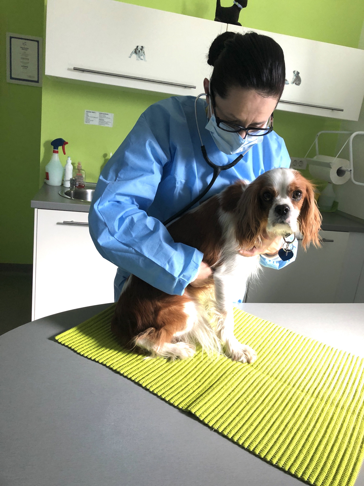 Veterinarji in epidemija: Težko je reči, naj počakajo mesec ali dva