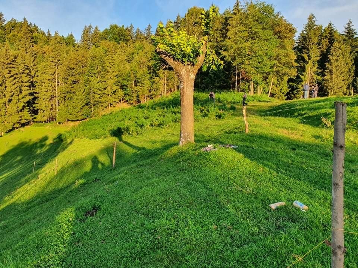 (FOTO) Pri Vitanju zasegli okoli 1.400 sadik konoplje, ki je rasla v bližini doma 44-letnega občana