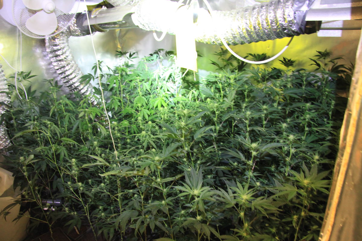 Na območju Gornje Radgone med hišno preiskavo 31-letniku zasegli 220 sadik konoplje