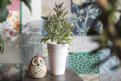 (FOTO) Rastlina z žametnim 