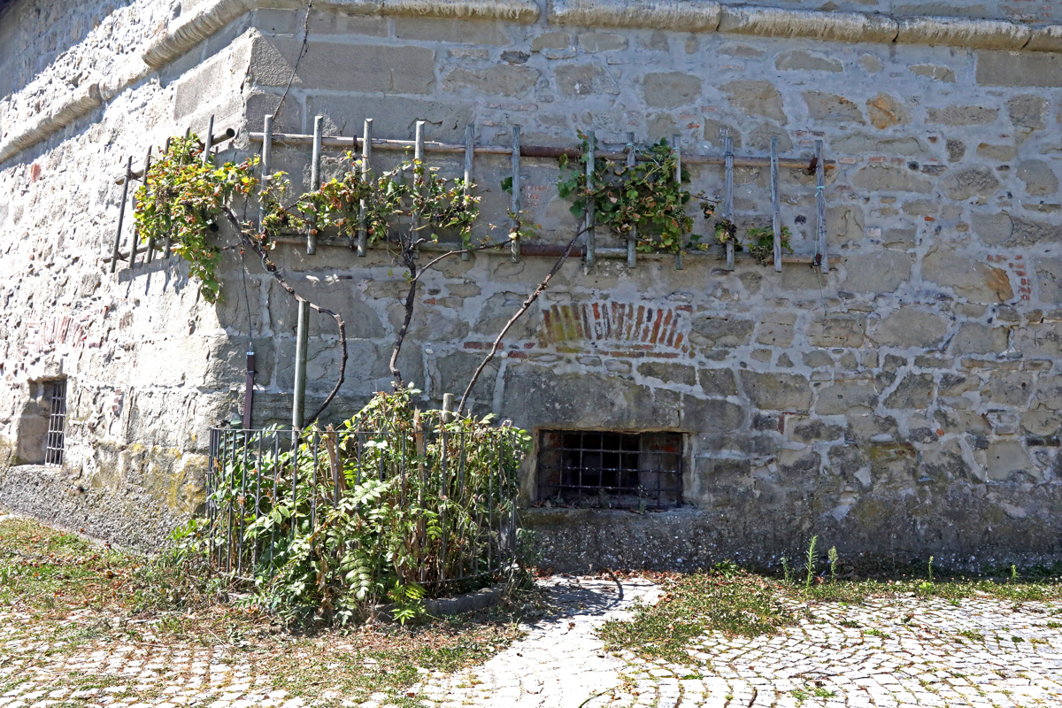 (FOTO) Potomko Stare trte prerašča plevel