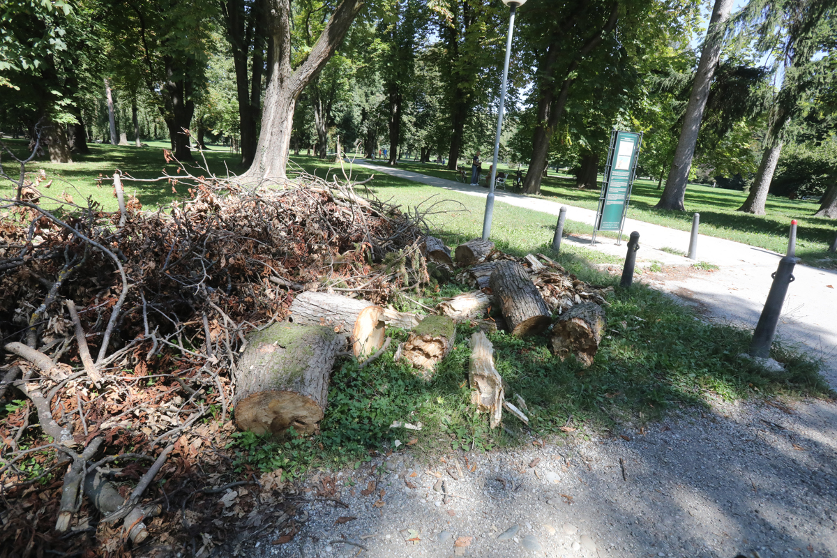 Šest tednov po neurju vendarle očistili mariborski Mestni park
