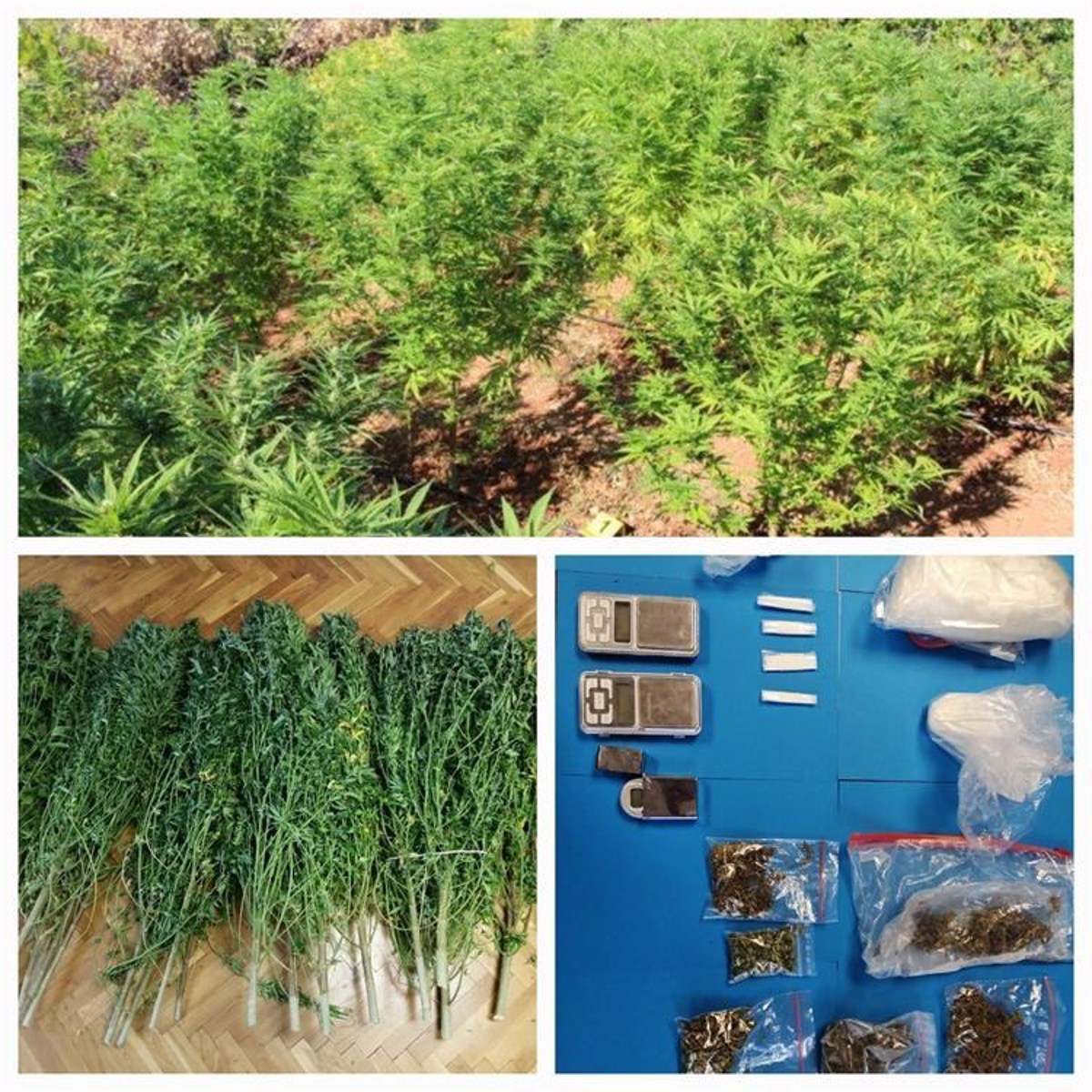 (FOTO) Policisti na Visu odkrili velik nasad konoplje