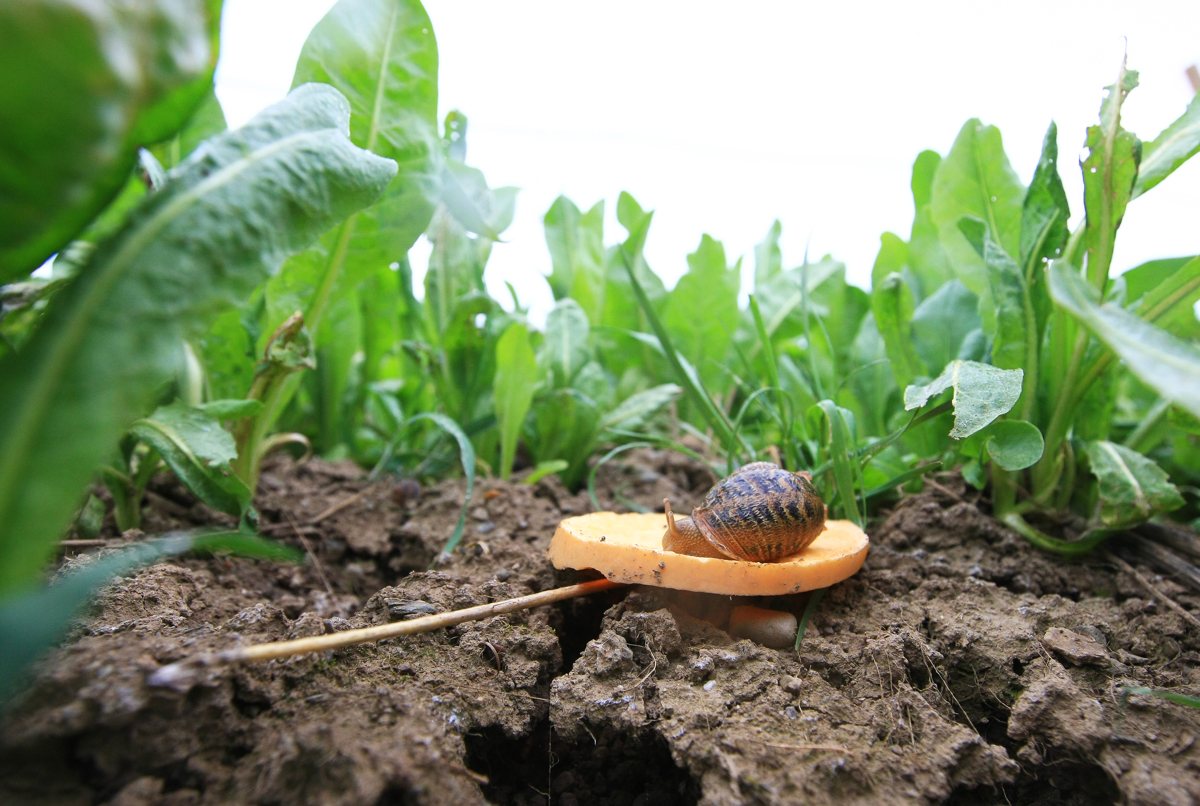 Švicarski parlament želi priznati polže kot domače živali