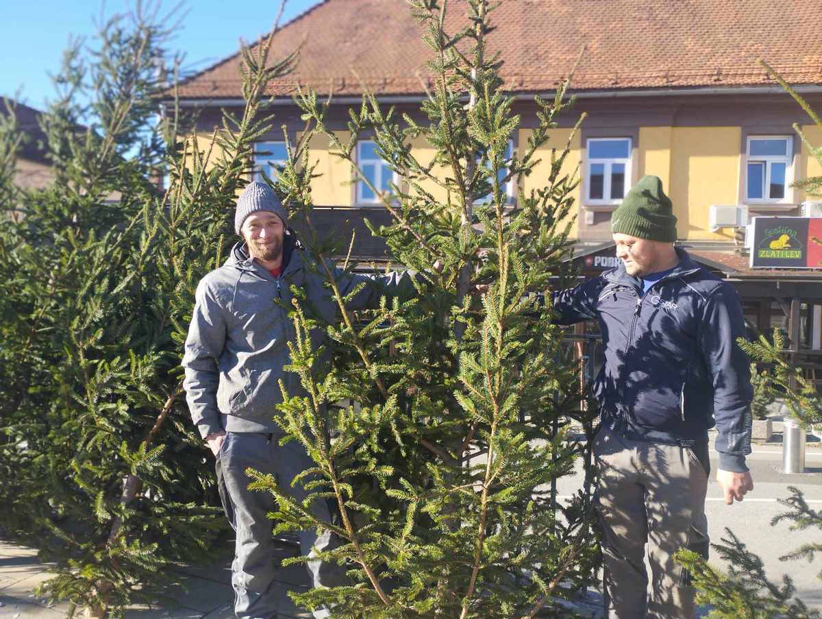 Cene na mariborski tržnici: Koliko stane božično drevesce