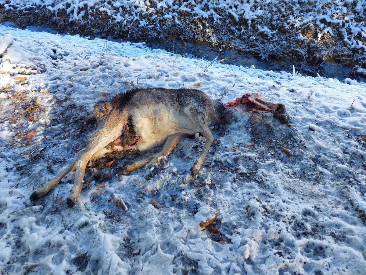 (FOTO) Odziv mariborskega zavetišča na pokole živali: Uloviti psa, ki ju nihče ne opazi, je nemogoče