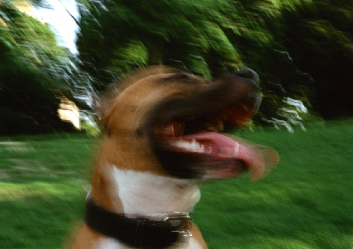 V Italiji pitbula pokončala malčka