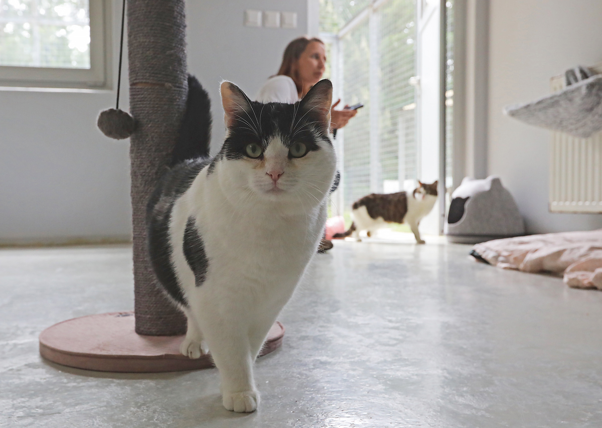 Sporno ravnanje mariborskega zavetišča? Evtanazija ni lahka odločitev, a včasih drugače ne gre