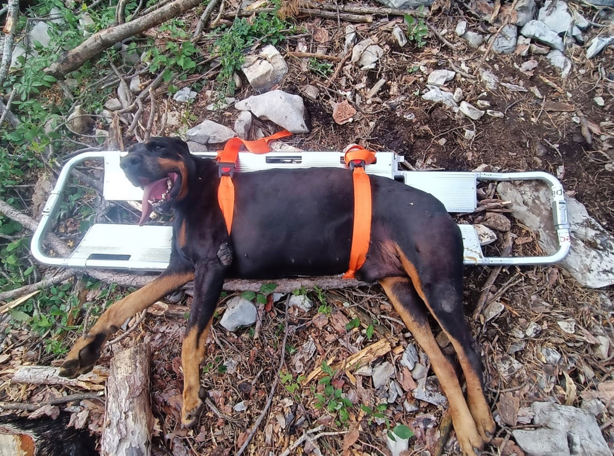 (FOTO) Obnemoglega psa reševali z nosili: Kaj je ugotovil veterinar?