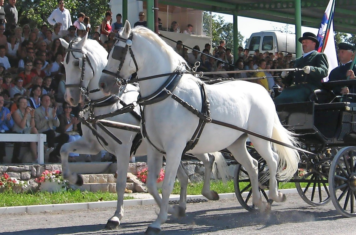 Za kritično bolnega lipicanca so na primorski avtocesti oblikovali reševalni pas