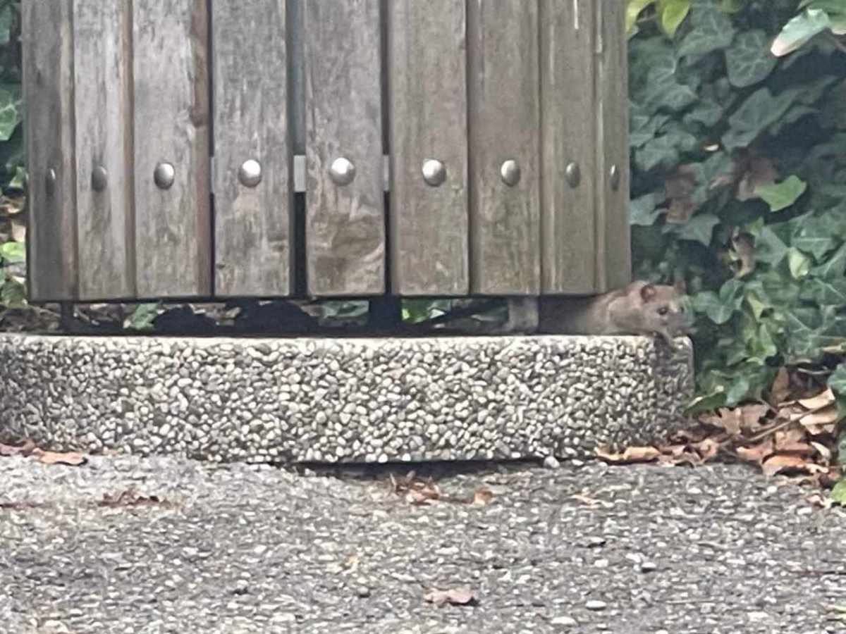 (FOTO) Podgane v Mariboru: Deratizacija na Trgu generala Maistra ni zalegla