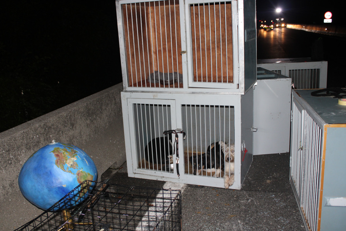 (FOTO) Prevažal 11 pasjih mladičev in se zaradi prehitre vožnje na štajerski avtocesti prevrnil. Tako se je končalo ...