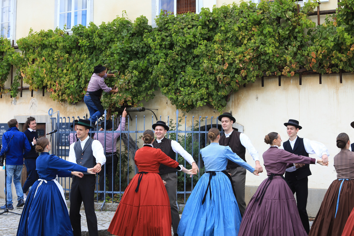 Stara trta ne bo državni spomenik. Kdo je zaustavil zakon?