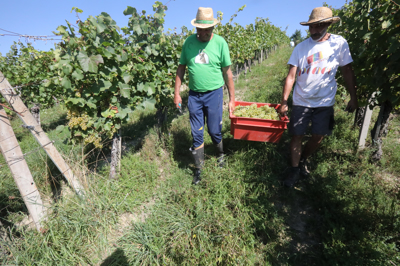 Trgatve: Ena najslabših letin grozdja doslej