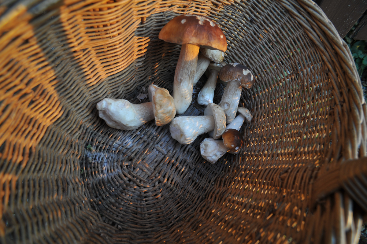 Med nabiranjem gob se je izgubil, našli so ga mrtvega