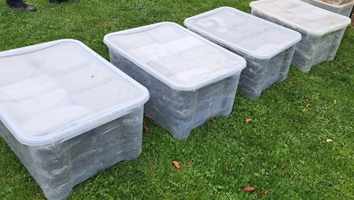 (FOTO) Pri Kungočanu policija našla 50 kilogramov konoplje, LSD, sumljivo gotovino, hladno orožje ...