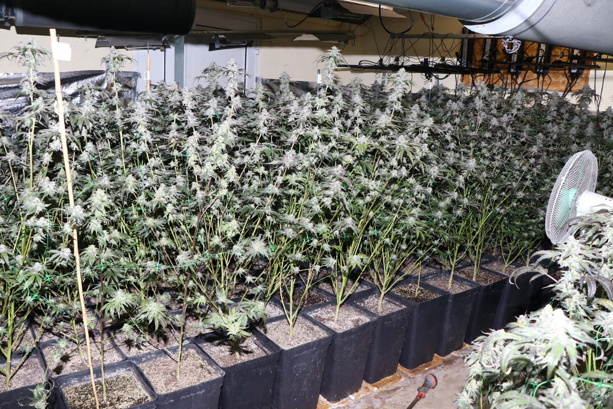 (FOTO in VIDEO) Prijeli tri prekupčevalce z drogami z območja Lenarta in Maribora