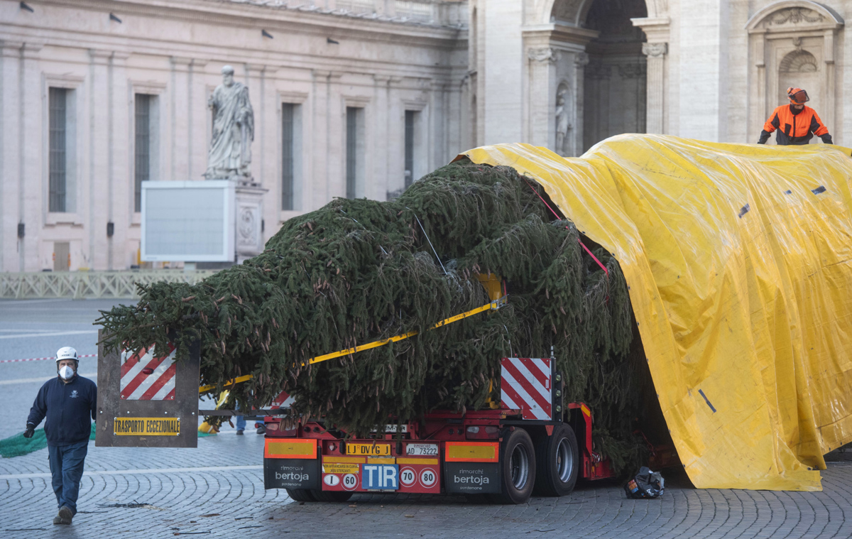 V Italiji kljub protestu posekali božično jelko za Vatikan