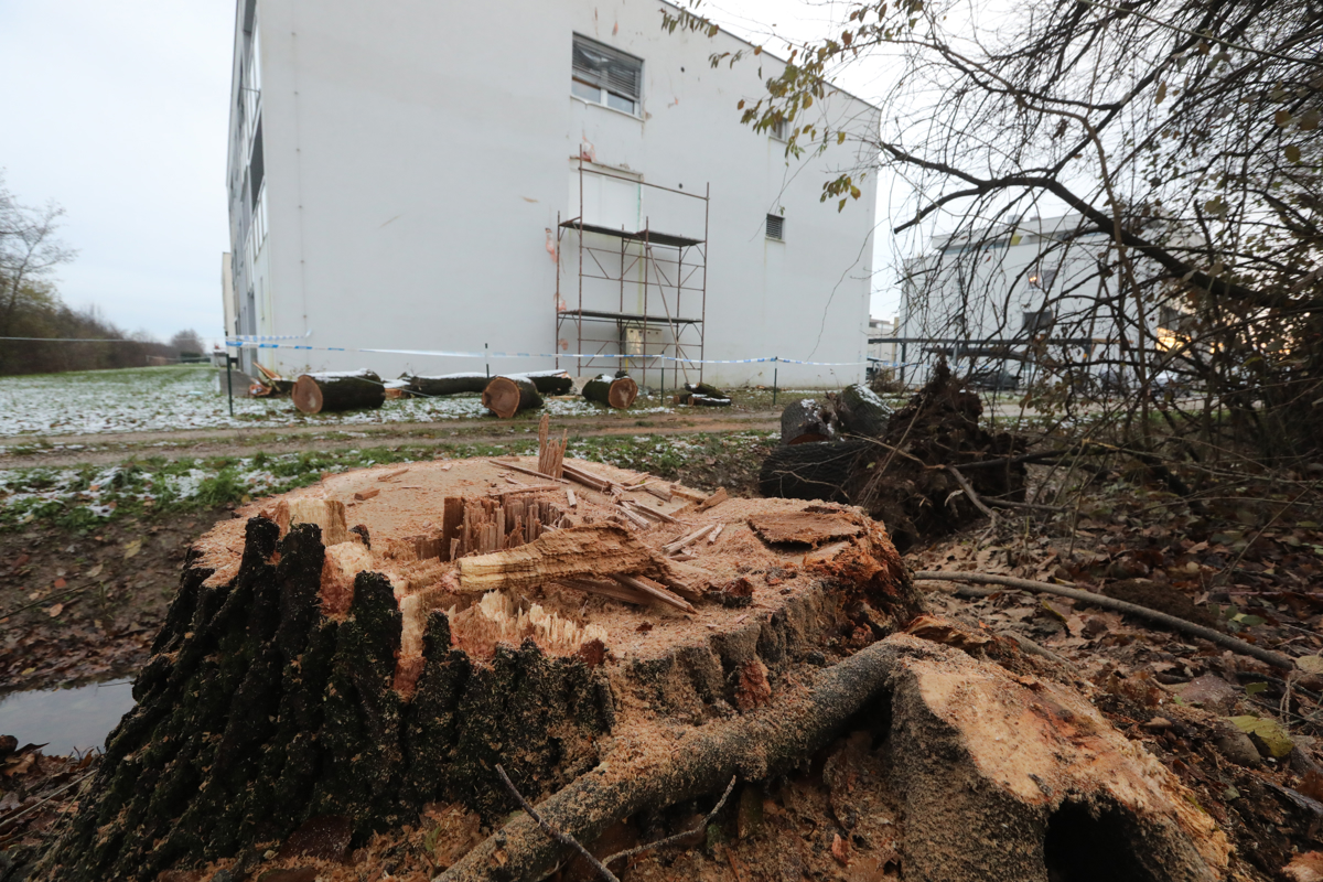 (FOTO) Po nesreči v Račah padlo še eno drevo