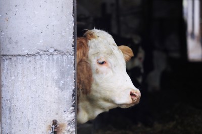 Kmetje zahtevajo umik zakonskih predlogov, ministrica za zdaj le podaljšuje javno obravnavo