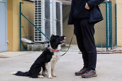 Zavetišča, ki živali ne bodo novim lastnikom oddala čimprej, bodo kaznovana