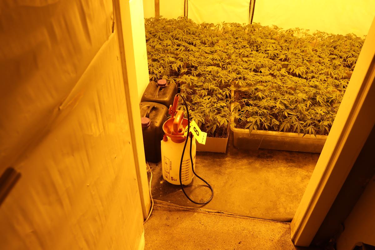 (FOTO) Hišne preiskave: Doma gojili konopljo, ukradli za 57 tisoč evrov elektrike