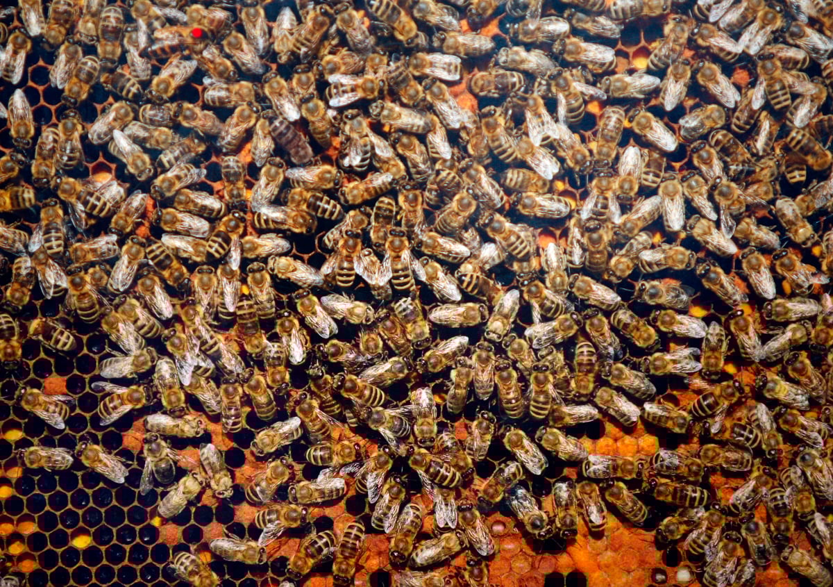 Po nesreči iz tovornjaka pobegnilo 250 milijonov čebel