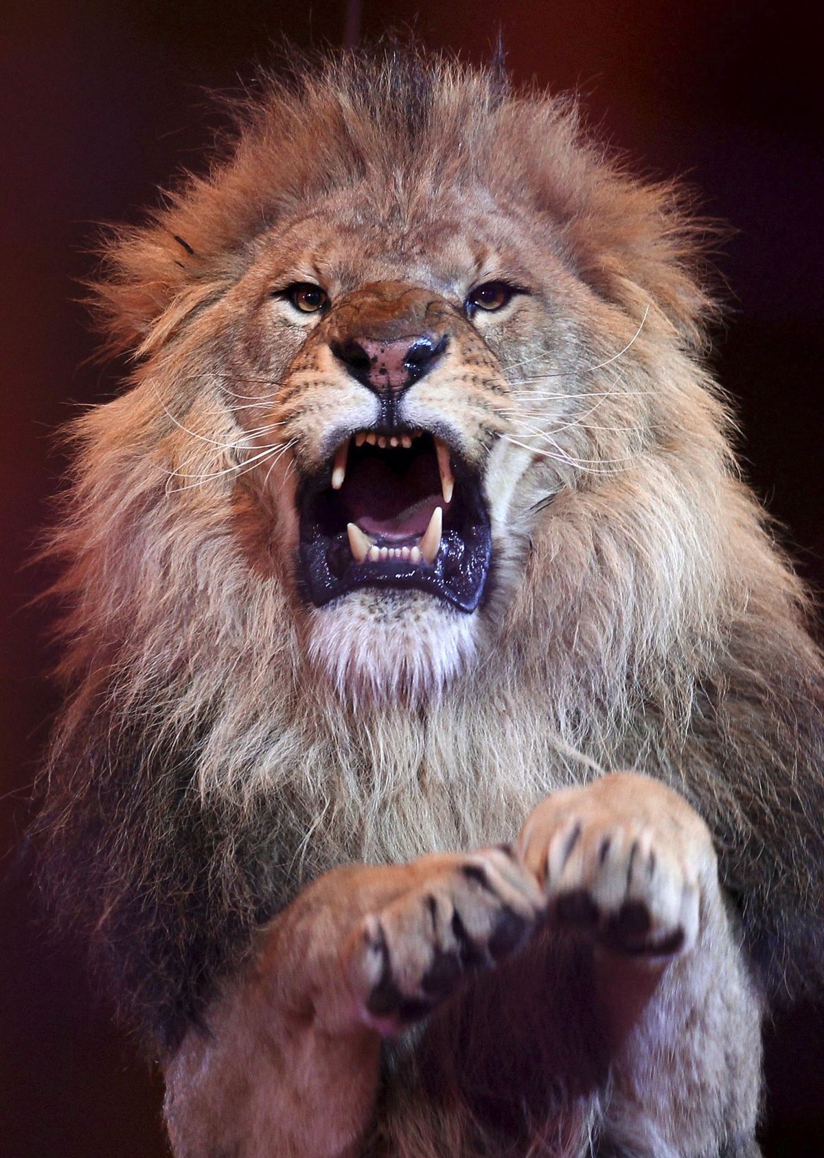 Tragični dogodek v namibijskem letovišču: Lev ubil moškega