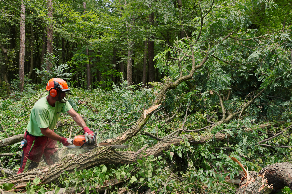 (FOTO) Sečnja v Betnavskem gozdu