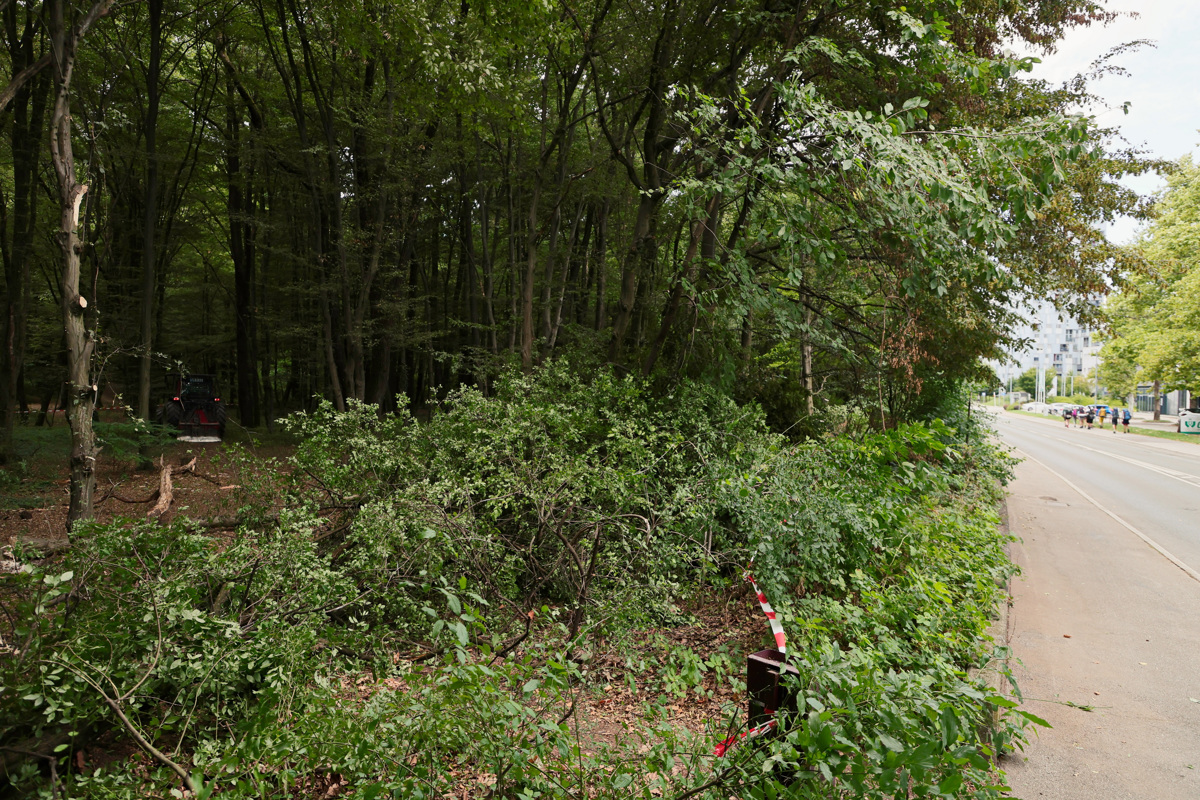 (FOTO) Sečnja v Betnavskem gozdu