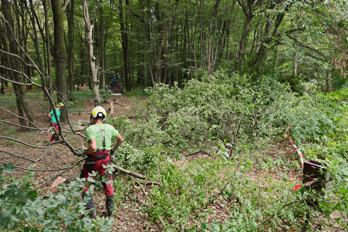 (FOTO) Sečnja v Betnavskem gozdu