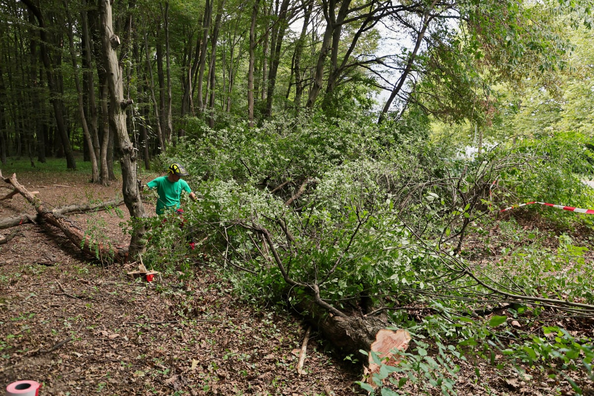 (FOTO) Sečnja v Betnavskem gozdu