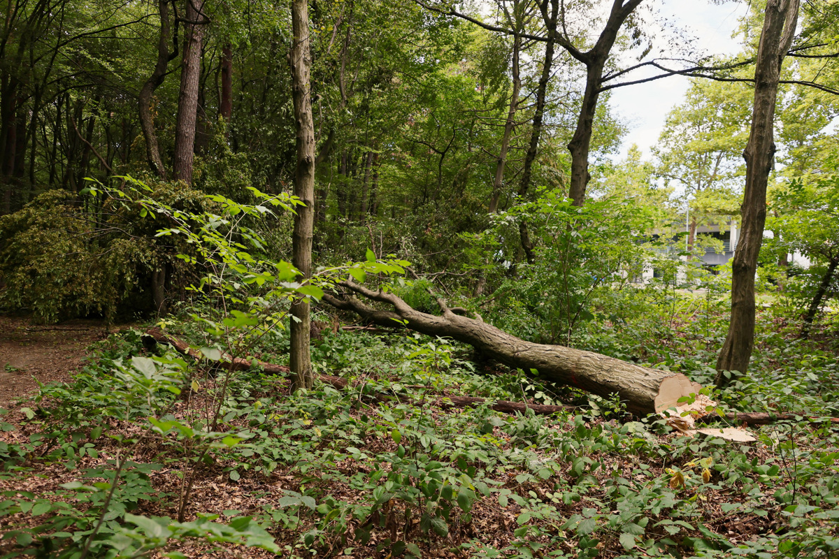 (FOTO) Sečnja v Betnavskem gozdu