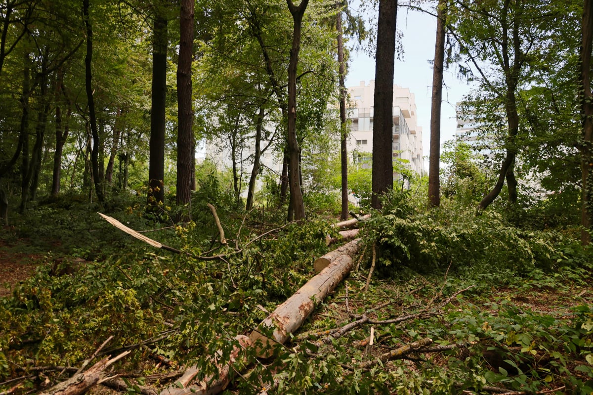 (FOTO) Sečnja v Betnavskem gozdu