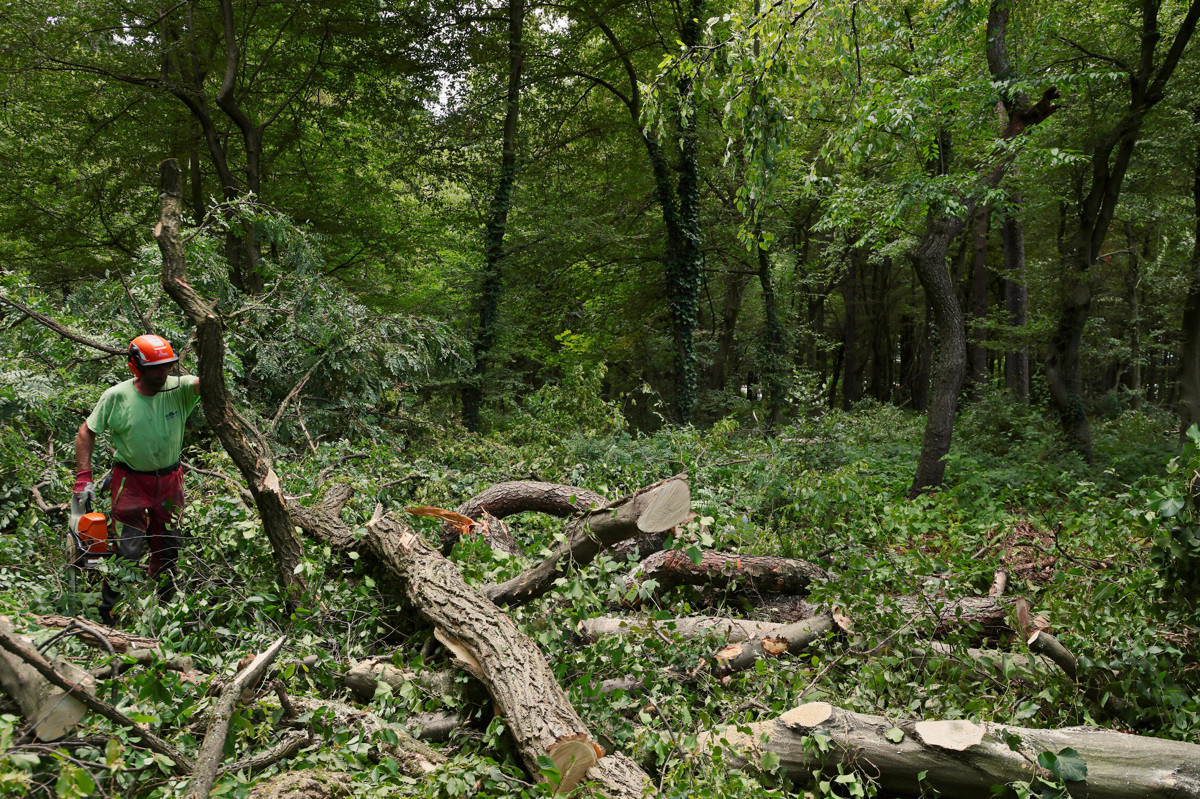 (FOTO) Sečnja v Betnavskem gozdu